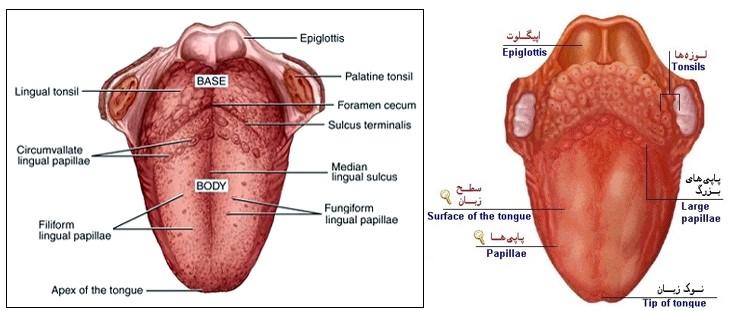 آناتومی و بیماری های زبان