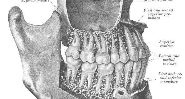 نقش دندان های مولر